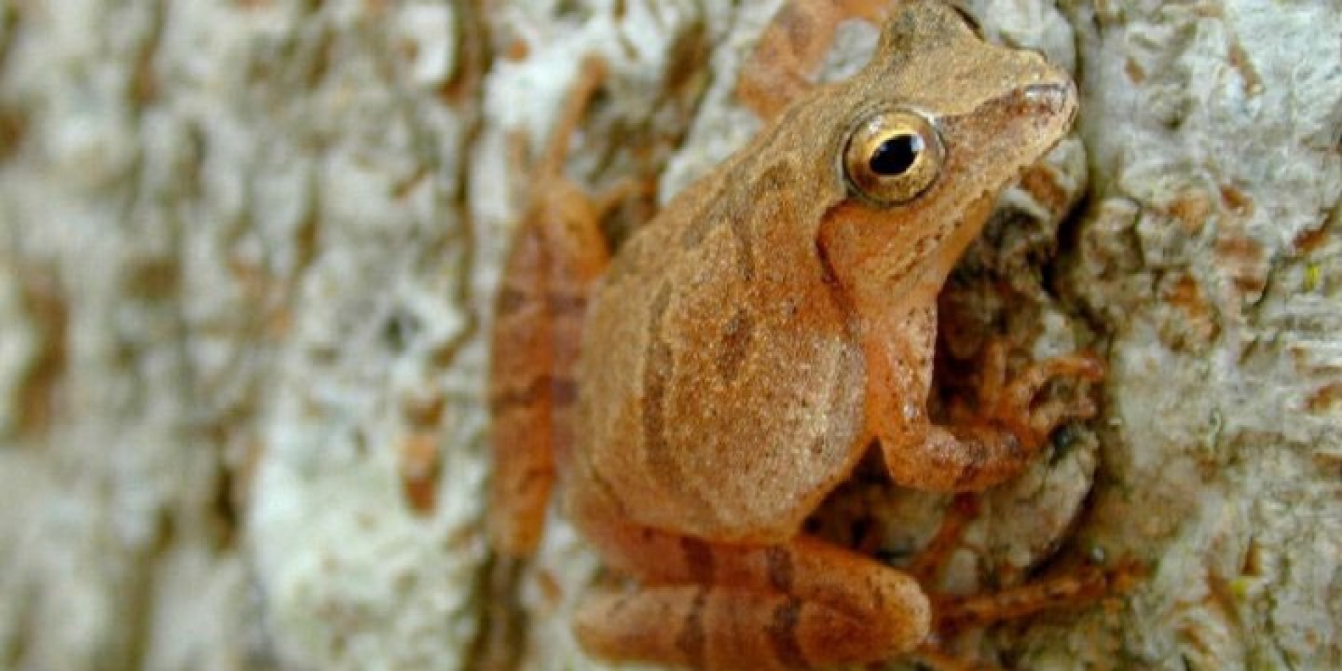 spring peepers