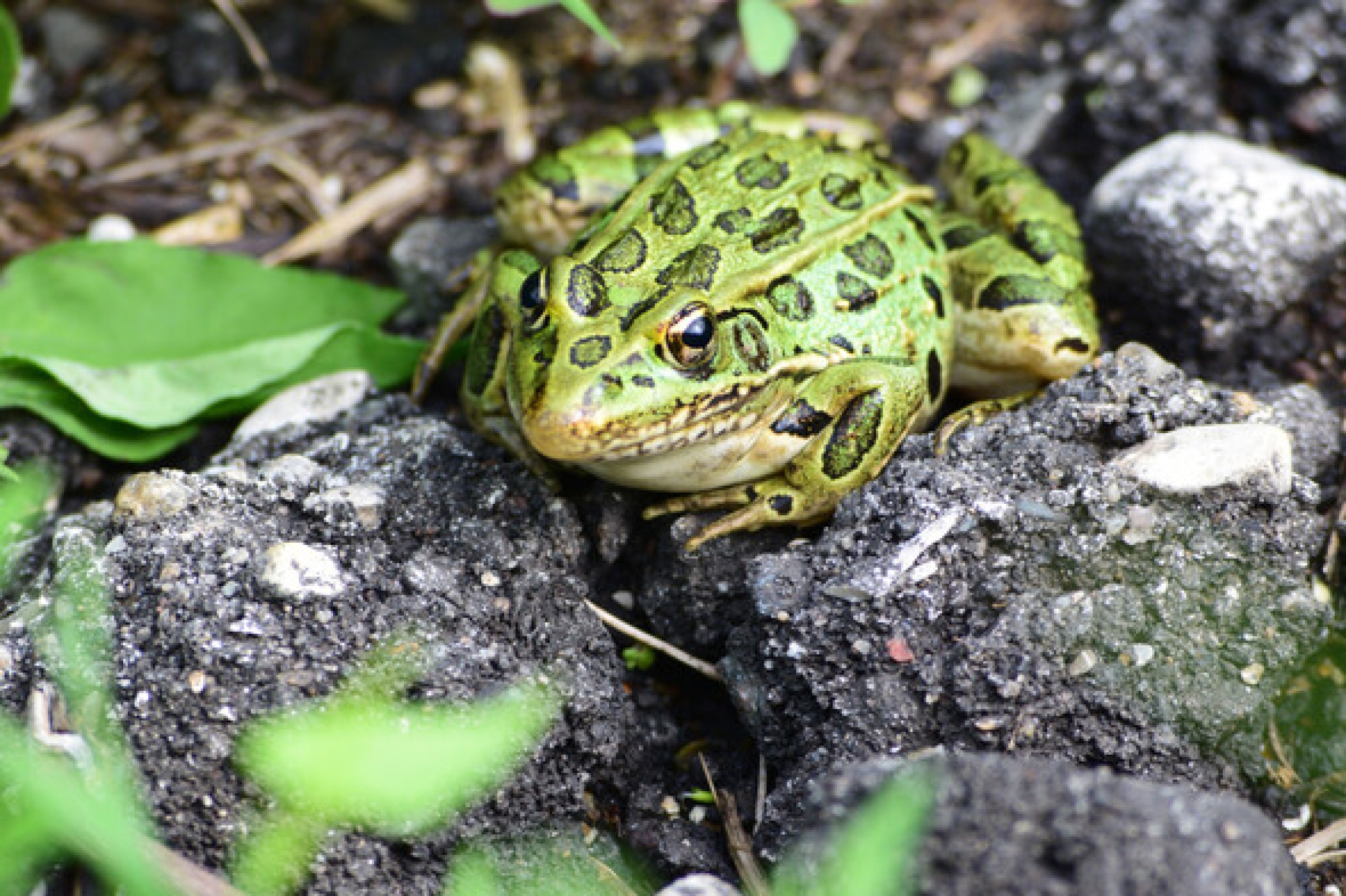 Iowa DNR National Amphibian Week is May 713 Fairfield, Iowa